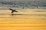 Cormorant Landing_34536